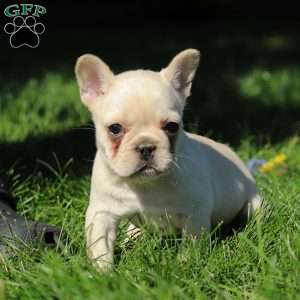 Charlotte, French Bulldog Puppy